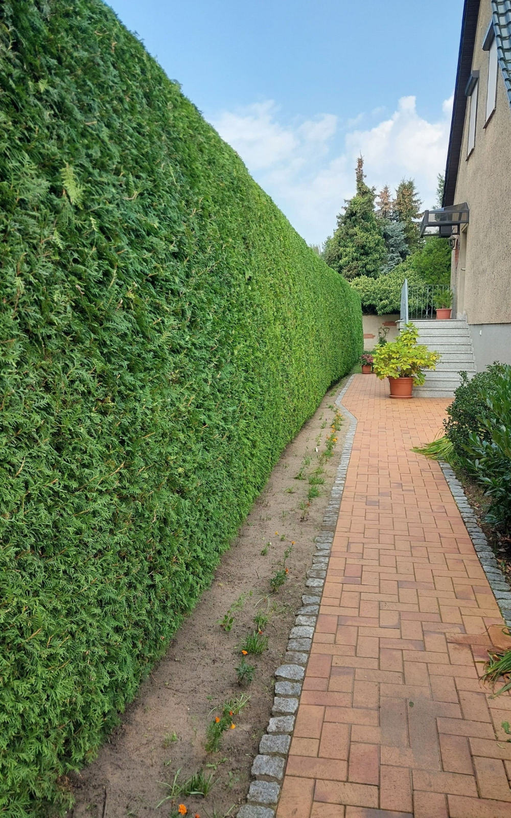 Grünschnitt Hecke